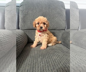 Cavapoo (Toy) Puppy for sale in JEFFERSONVILLE, IN, USA