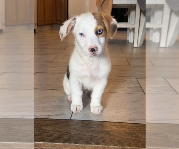 Medium Photo #1 Corgi-Aussie Puppy For Sale in OAKDALE, CA, USA