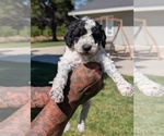 Puppy Salem Bernedoodle-Cavapoo (Miniature) Mix
