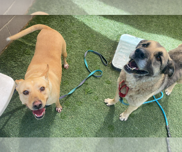 Medium Photo #4 German Shepherd Dog Puppy For Sale in Lakewood, CO, USA