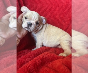 French Bulldog Puppy for sale in BOSTON, MA, USA