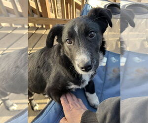 German Shepherd Dog-Unknown Mix Dogs for adoption in Waseca, MN, USA