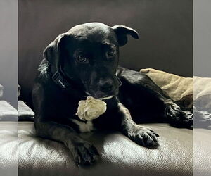 Labrador Retriever-Unknown Mix Dogs for adoption in Arlington, VA, USA