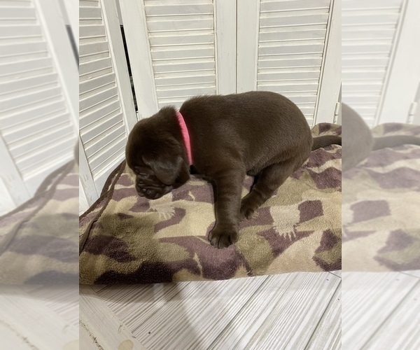 Medium Photo #4 Labrador Retriever Puppy For Sale in MADISON, NC, USA