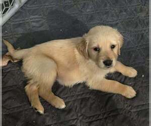 Golden Retriever Puppy for sale in RIGA, MI, USA
