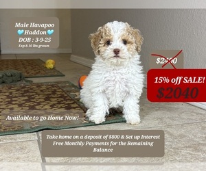 Poovanese Puppy for sale in TUCSON, AZ, USA