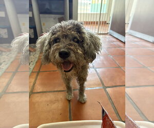 Edith - Female Poodle (Miniature)-Unknown Mix Dog for Adoption - Photo #5