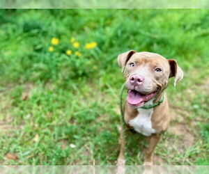 American Pit Bull Terrier Dogs for adoption in Charlotte, NC, USA