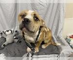Small Mutt