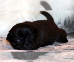 Small Photo #79 Pug Puppy For Sale in WINNSBORO, TX, USA