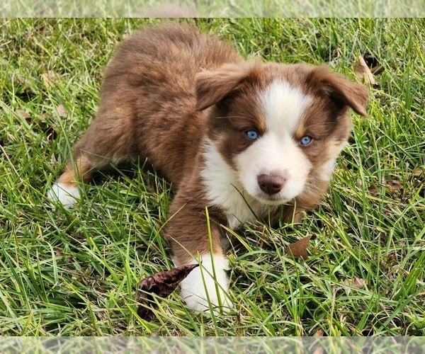 Medium Photo #4 Australian Shepherd Puppy For Sale in MARIANNA, FL, USA