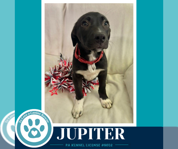 Medium Photo #2 Labrador Retriever-Unknown Mix Puppy For Sale in Kimberton, PA, USA