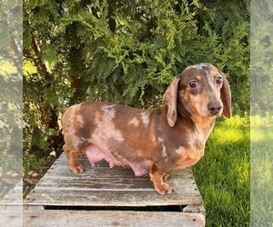 Mother of the Dachshund puppies born on 03/19/2024