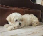 Small Photo #6 Maltese Puppy For Sale in WEST PALM BEACH, FL, USA