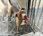 Small #1 Labrador Retriever Mix