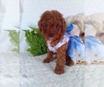 Small #6 Cavalier King Charles Spaniel-Poodle (Toy) Mix