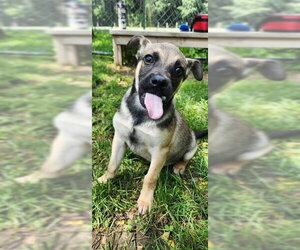 German Shepherd Dog Dogs for adoption in Peoria, IL, USA