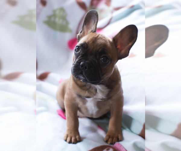 Medium Photo #5 French Bulldog Puppy For Sale in BAY VIEW, WI, USA