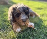 Small #2 Aussie-Poo-Bernedoodle Mix