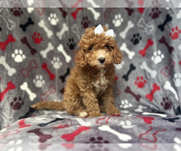 Medium Photo #8 Cavapoo Puppy For Sale in LAKELAND, FL, USA