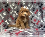 Small #7 Cavapoo