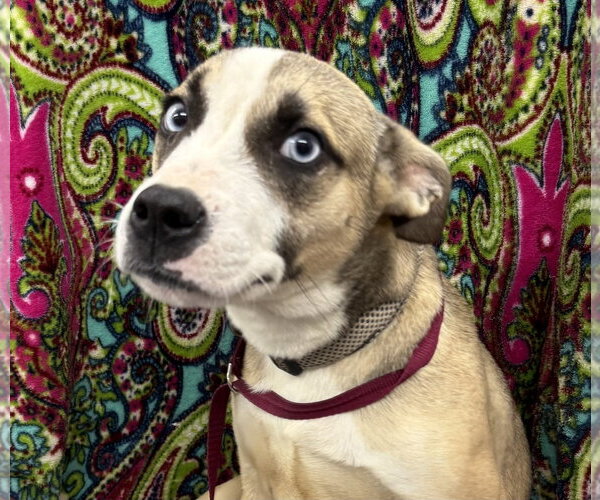 Medium Photo #2 Siberian Husky-Unknown Mix Puppy For Sale in Corning, AR, USA