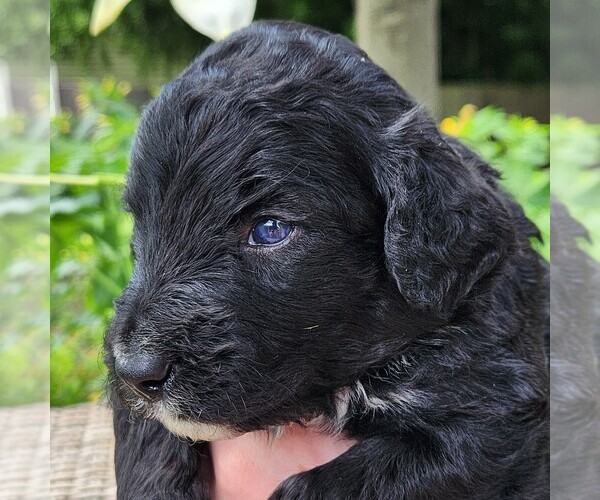 Medium Photo #6 F2 Aussiedoodle Puppy For Sale in COLUMBIA, TN, USA