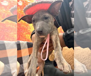 American Staffordshire Terrier-Unknown Mix Dogs for adoption in Holly Springs, NC, USA