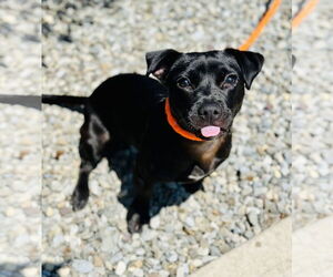 Dachshund-Jack Russell Terrier Mix Dogs for adoption in Jackson , NJ, USA