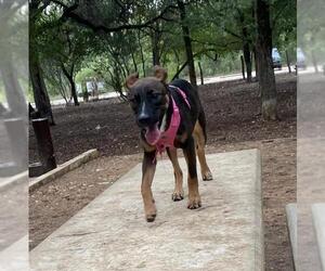 German Shepherd Dog-Unknown Mix Dogs for adoption in San Antonio, TX, USA