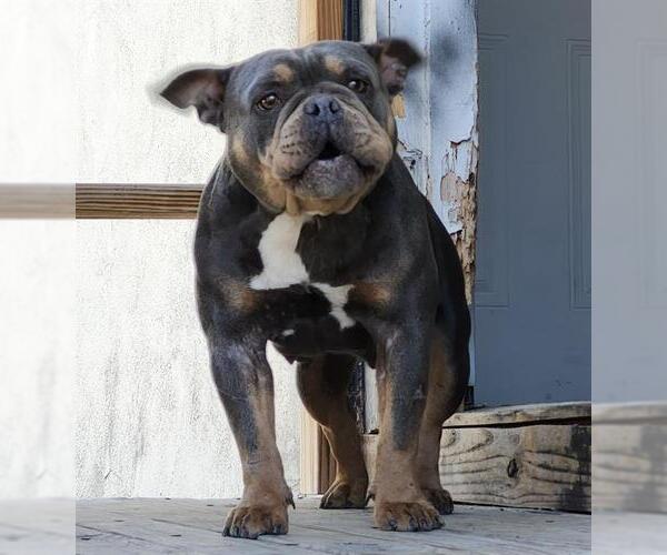 Medium Photo #1 Bulldog-Unknown Mix Puppy For Sale in San Antonio, TX, USA