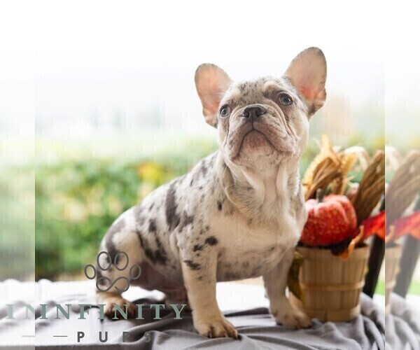 Medium Photo #8 French Bulldog Puppy For Sale in REBERSBURG, PA, USA