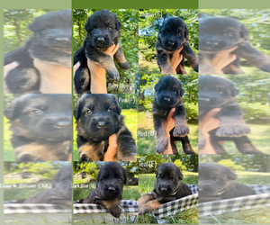 German Shepherd Dog Puppy for sale in BETHEL, CT, USA