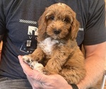 Puppy Sierra Goldendoodle (Miniature)