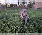 Puppy Puppy 1 Weimaraner