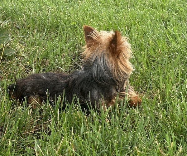 Medium Photo #4 Yorkshire Terrier Puppy For Sale in CANOGA, NY, USA