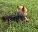 Small #3 Yorkshire Terrier