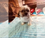 Small Photo #2 ShiChi Puppy For Sale in LEBANON, OR, USA