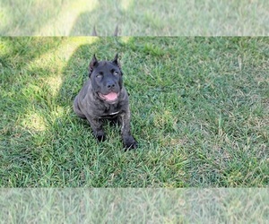 Cane Corso Puppy for sale in HAWTHORNE, CA, USA