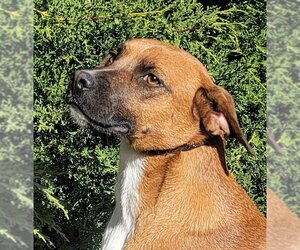 Labrador Retriever-Rhodesian Ridgeback Mix Dogs for adoption in Albuquerque, NM, USA