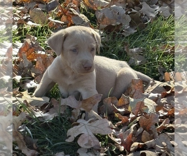 Medium Photo #6 Labrador Retriever Puppy For Sale in LEASBURG, MO, USA