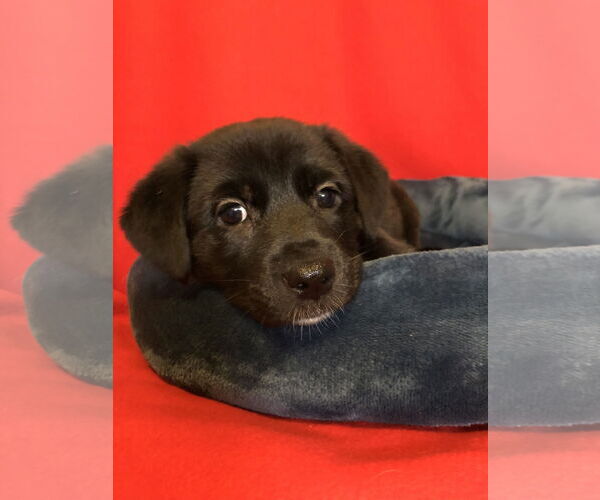 Medium Photo #2 Labrador Retriever-Unknown Mix Puppy For Sale in Hillsboro, MO, USA