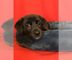 Small #1 Labrador Retriever Mix