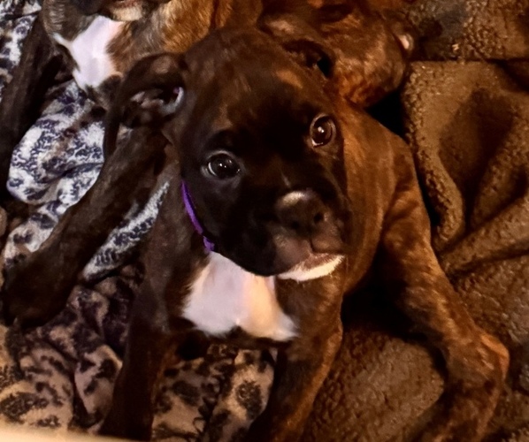 Medium Photo #1 Boxer Puppy For Sale in LANSING, MI, USA
