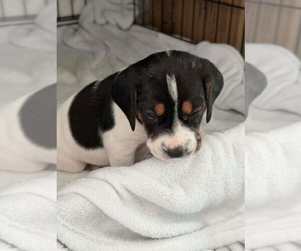 Medium Photo #5 Beagle-Unknown Mix Puppy For Sale in New York, NY, USA