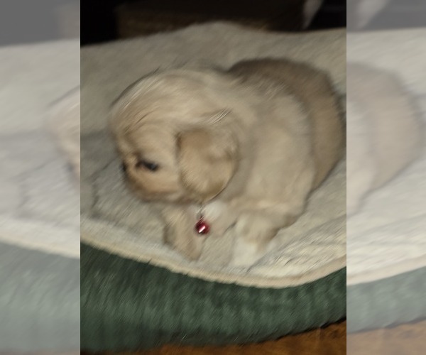 Medium Photo #3 Pekingese Puppy For Sale in COLUMBIA, SC, USA
