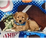 Small #3 Goldendoodle-Mutt Mix