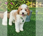 Small #1 Goldendoodle (Miniature)