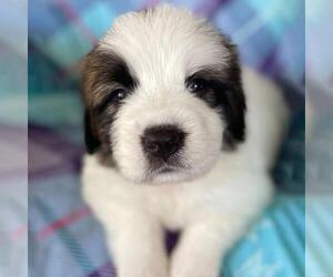 Monster's Inc Pup - Sulley - Male Great Pyrenees-Unknown Mix Dog for Adoption - Photo #3