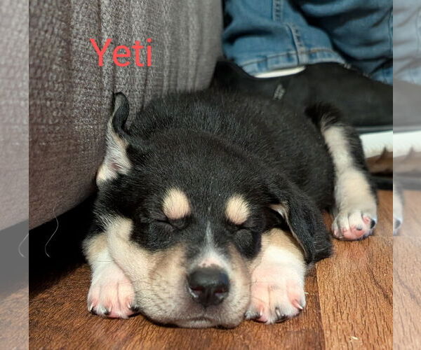 Medium Photo #1 Siberian Husky-Unknown Mix Puppy For Sale in Plainfield, IL, USA